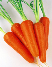 морковь и лук оптом